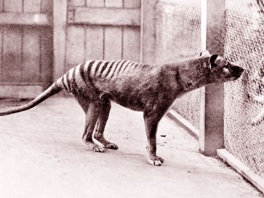 Black and white photograph of striped dog-like animal