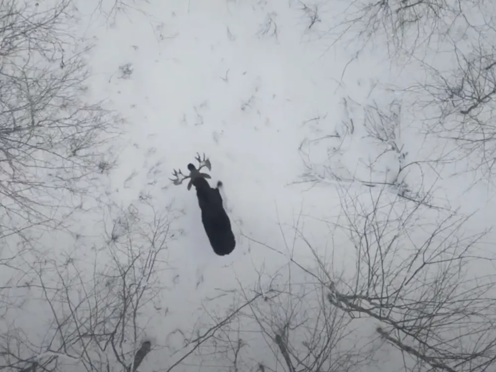 aerial view of a moose in a snowy forest