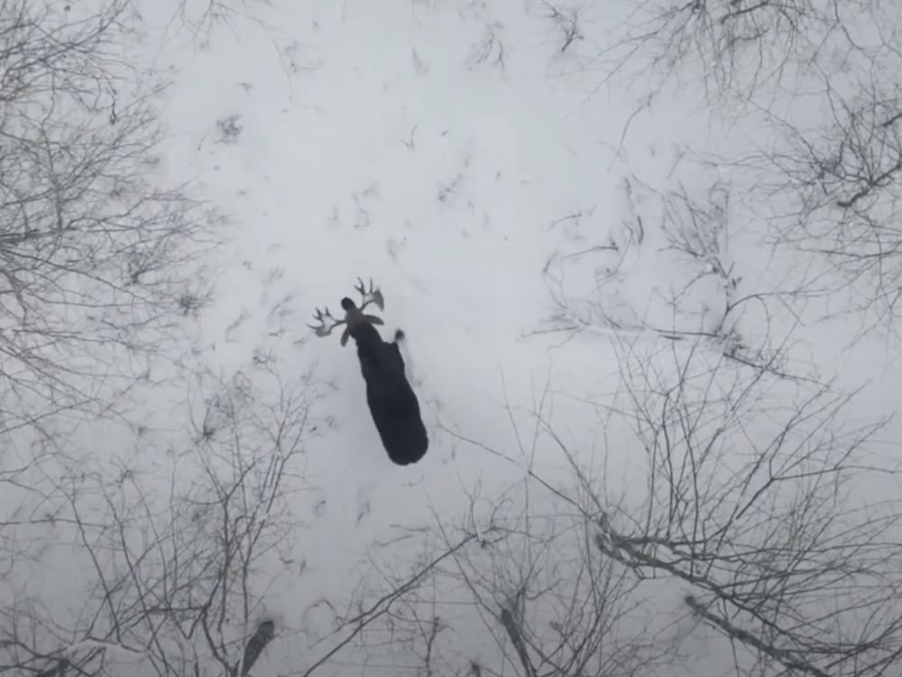 aerial view of a moose in a snowy forest