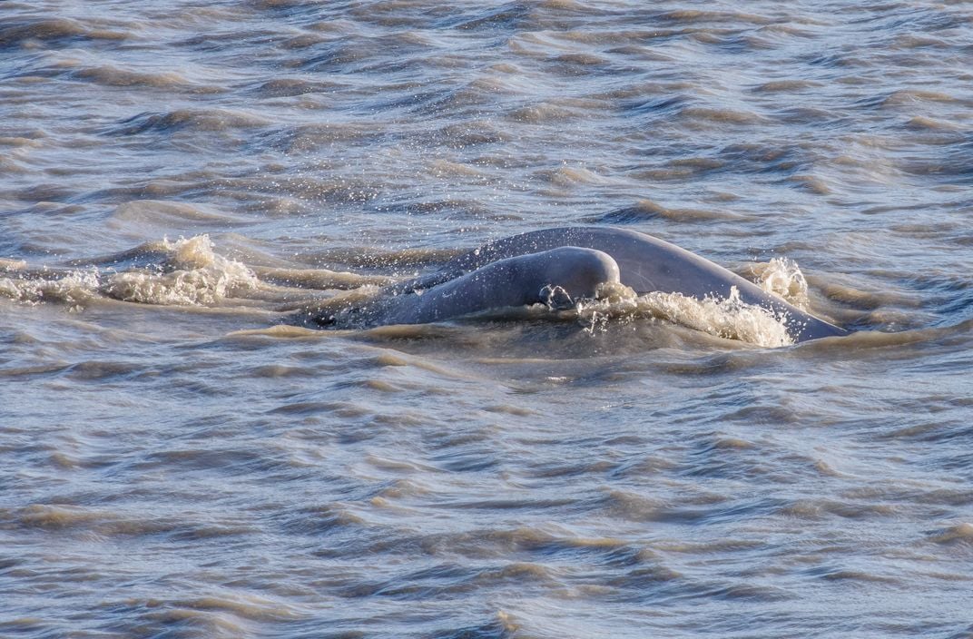 beluga whales in Turnagain Arm