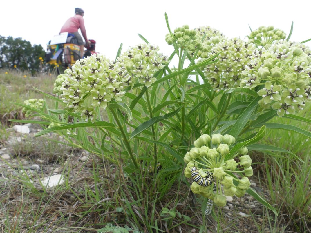 What I Learned Biking the 10,000-Mile Migration Route of Monarch Butterflies