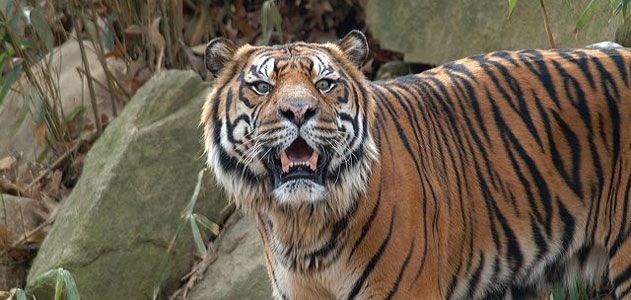 atm-tiger-631.jpg