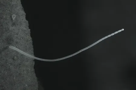 The bacterium, roughly the shape and size of an eyelash, was first discovered in 2009 in the mangrove swamps of Guadeloupe, an island in the Lesser Antilles. The bacteria appeared as long translucent centimeter-long strings on decaying leaf matter in the water.
