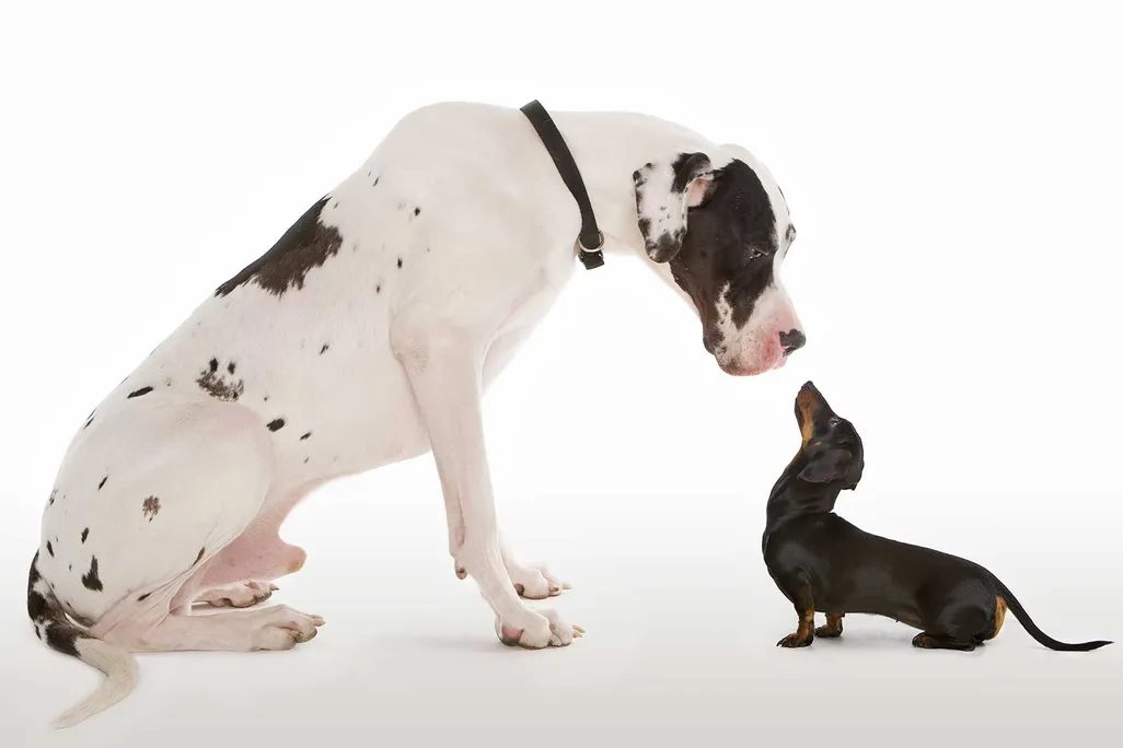 Small And Large Dog