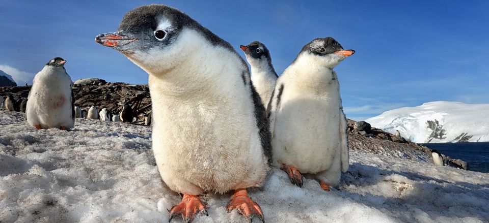  A group, or "waddle," of penguins.  
