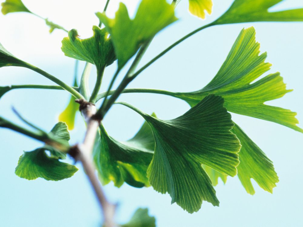 The World Told Through the Eyes of the Ginkgo Tree