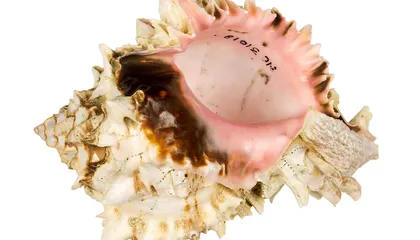 ‘Snarge,’ Seashells and Much More This April at the National Museum of Natural History