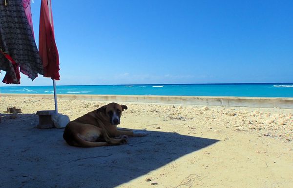 Island dog in Grand Turk thumbnail