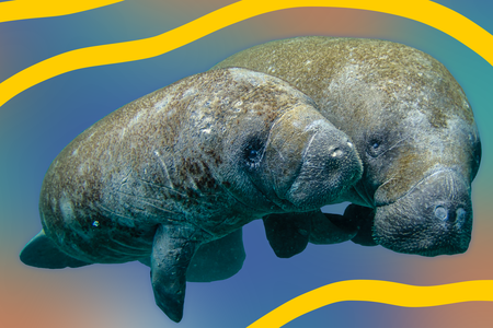 manatee.png