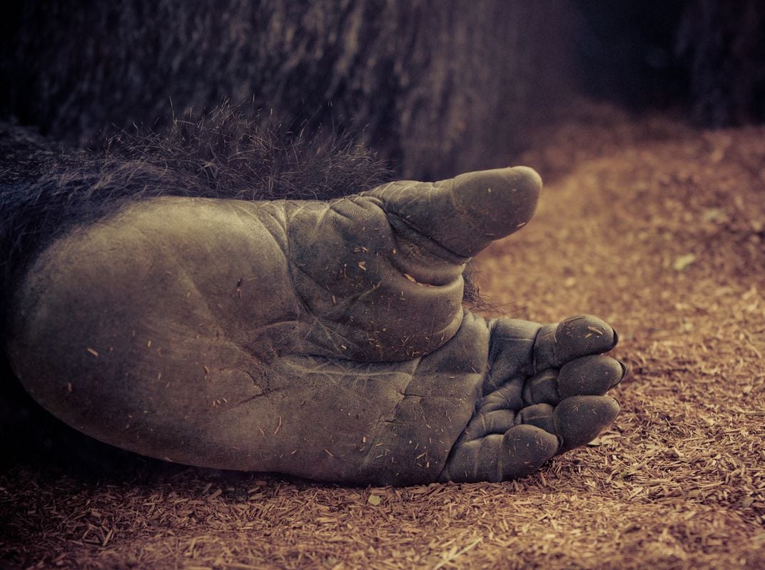 Finger prints - Male silver back gorilla | Smithsonian Photo Contest ...