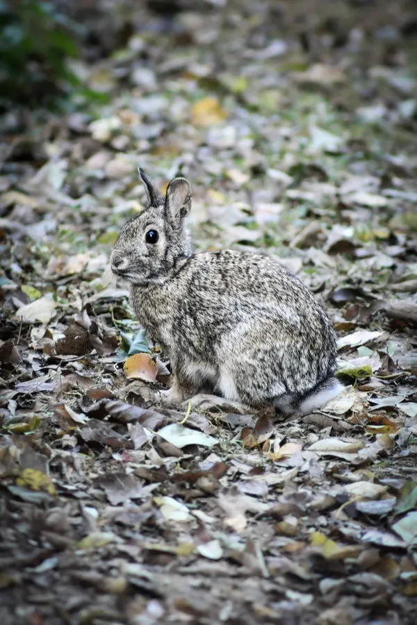 Here Comes a Cottontail Hopping Down the Hiking Trail thumbnail