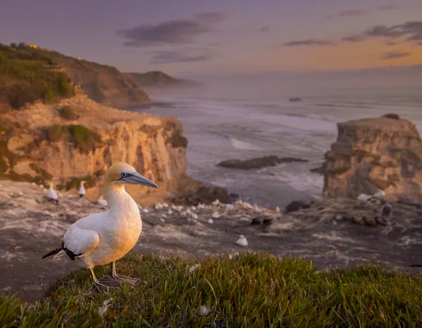 New Zealand's Finest thumbnail