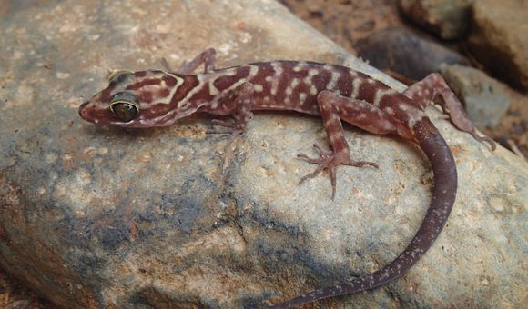 Scientists at the Smithsonian's National Museum of Natural History traveled the world and made many new discoveries this year--like this Cyrtodactylis payarhtanensis, a new species of bent-toed gecko. (Daniel G. Mulcahy)   