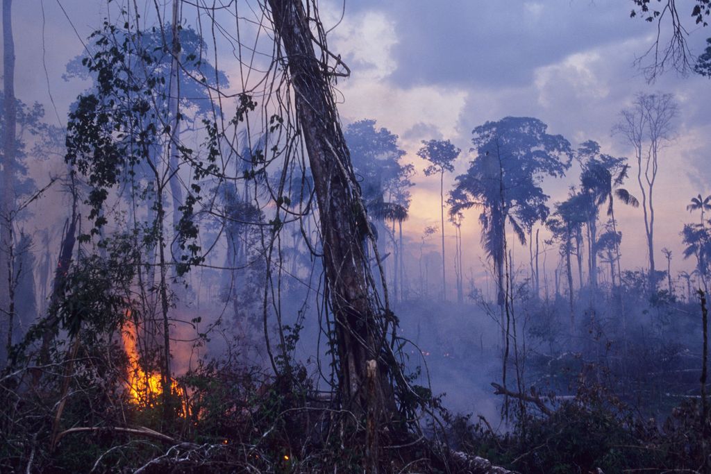 Amazon rainforest burning