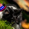 Why Fireworks Scare Some Dogs but Not Others icon