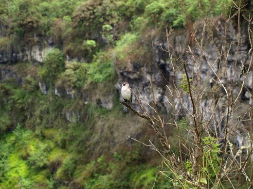 Galapagos mockingbird and scalesia trees