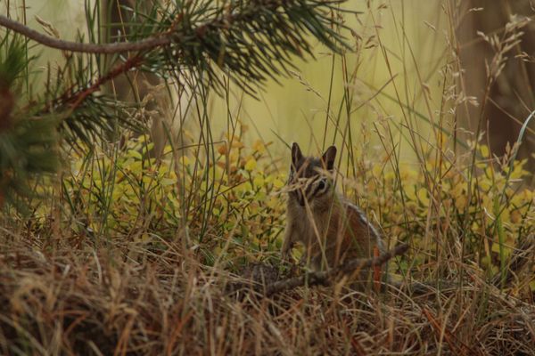 The hidden life of a chipmunk. thumbnail