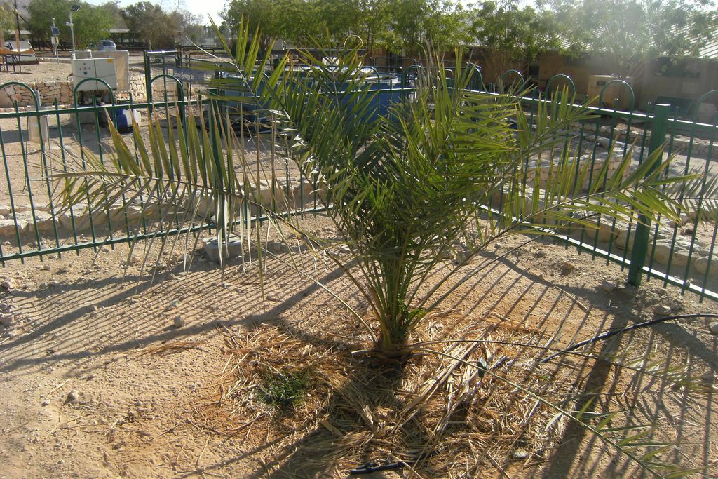 Methuselah Date Palm