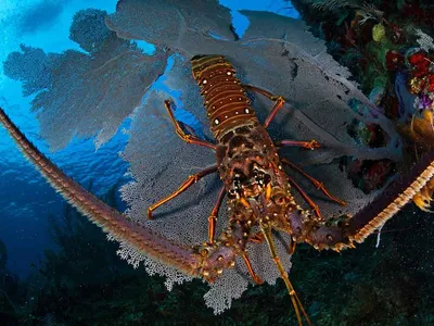 Caribbean spiny lobster on a sea fan off the coast of Honduras