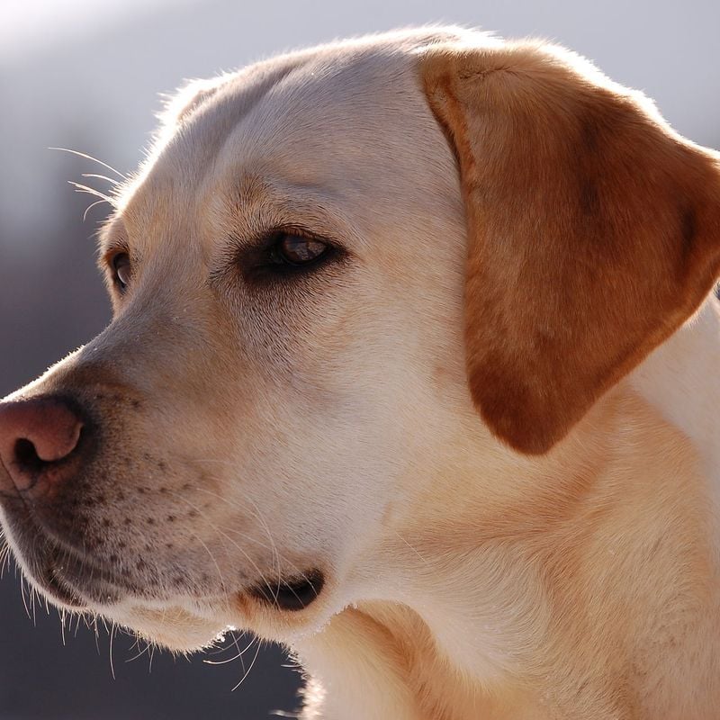 10 year old labrador in store human years