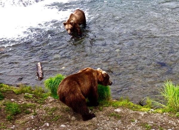 Bear in retreat after encroaching on competitor's fishing territory, Brooks Falls, Alaska thumbnail