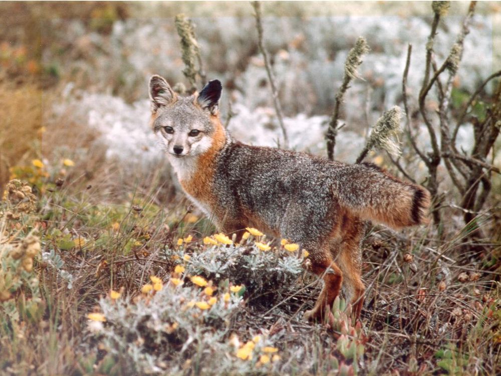 Urocyon_littoralis_(Island_fox)_FWS_001.jpg