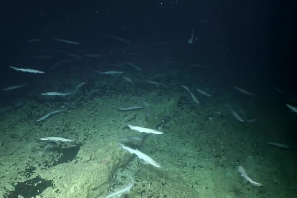 Shark Nursery
