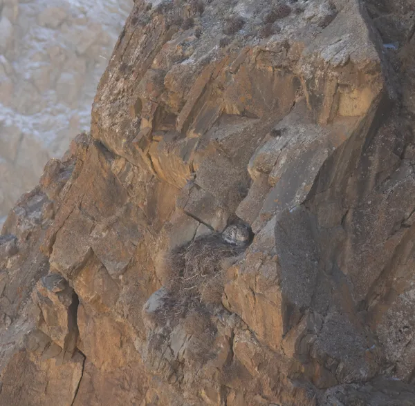 Snow Leopard on an Eagle's Nest thumbnail