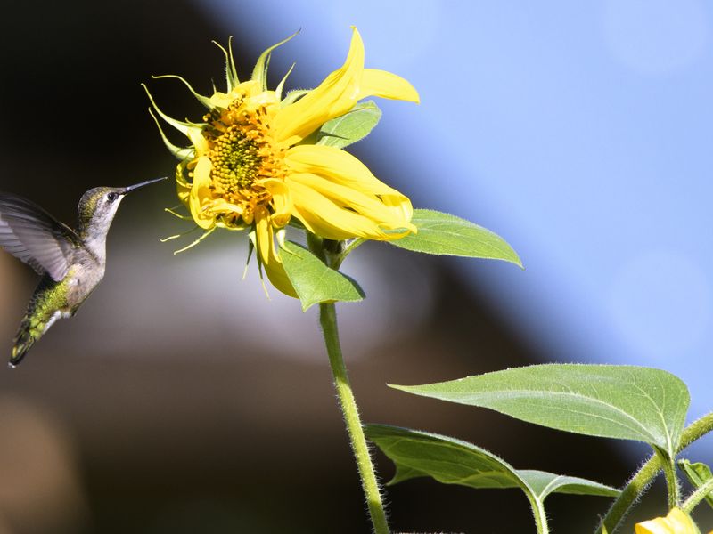 Hummingbird On A Sunflower Smithsonian Photo Contest Smithsonian