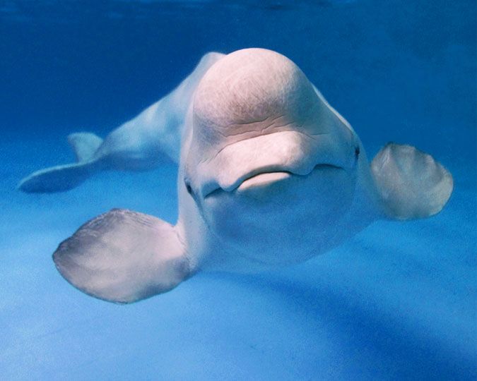 Does cat poop pose a problem for belugas? - Baleines en direct