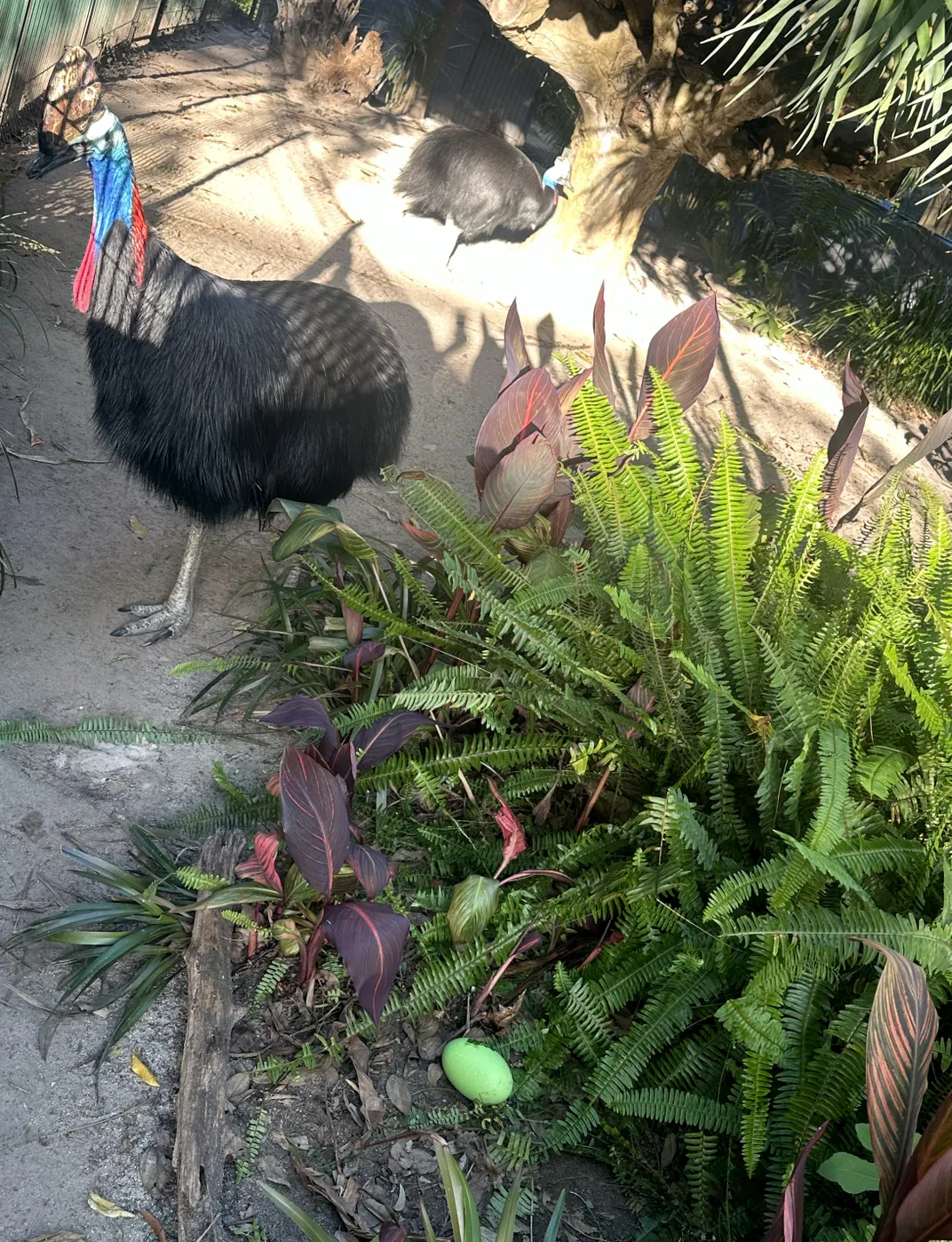 A large black bird with a blue next standing next to a green plant with a large green egg on the ground