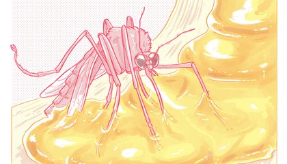 How a Fragile Insect Living 100 Million Years Ago Becomes a Fossil