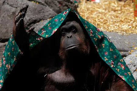 Sandra, covered with a blanket, gestures inside its cage at Buenos Aires' Zoo, December 8, 2010.