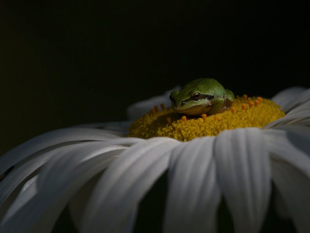 An image of a tree frog resting in the middle of a daisy