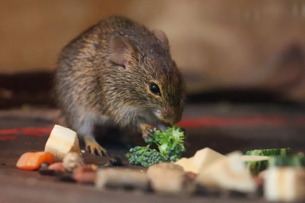 mouse broccoli