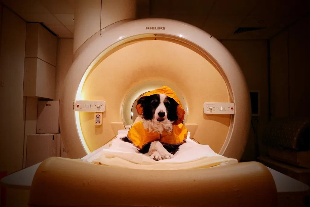 a dog in an mri machine
