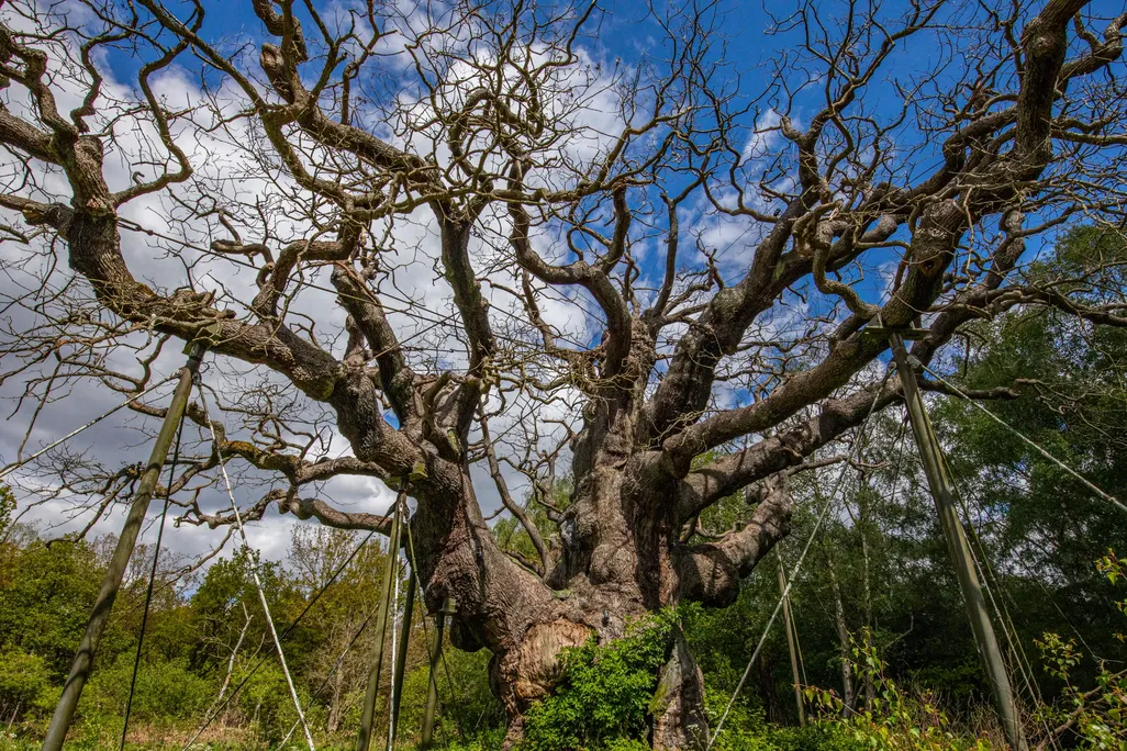 A dead tree with lots of branches backed by blue sky