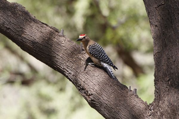 Arizona Woodpecker thumbnail
