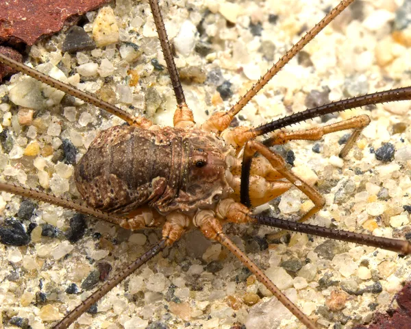 A close look at a Daddy-Longlegs thumbnail