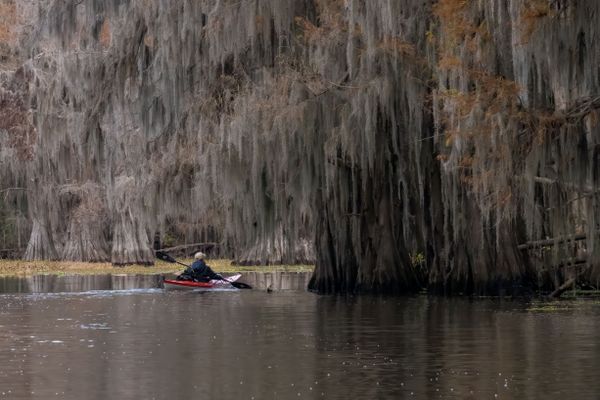 Canoeing through a cypress swamp thumbnail