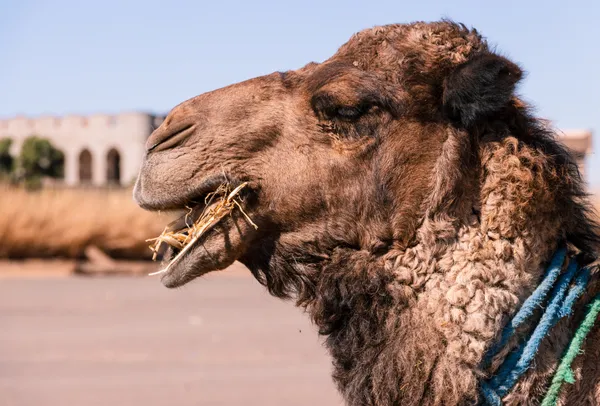 Moroccan Camel thumbnail