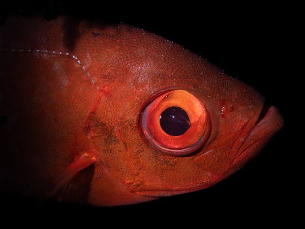 Common Bigeye peering out of its hole thumbnail