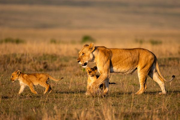 Lioness and cubs thumbnail
