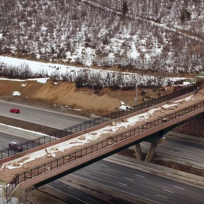 How wildlife bridges over highways make animals—and people—safer