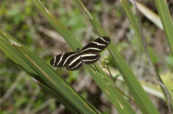 Zebra longwing thumbnail