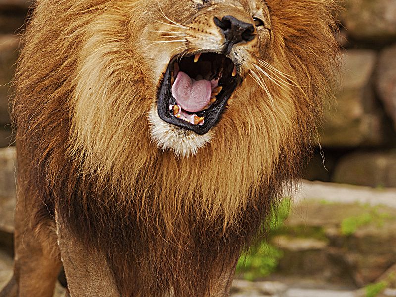 "King of The Forest" Smithsonian Photo Contest Smithsonian Magazine