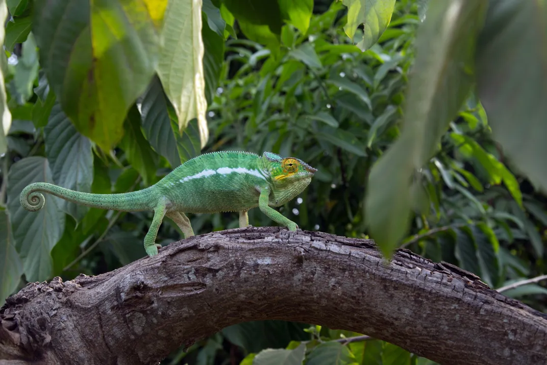 A panther chameleon on the island of Nosy Komba, Madagascar