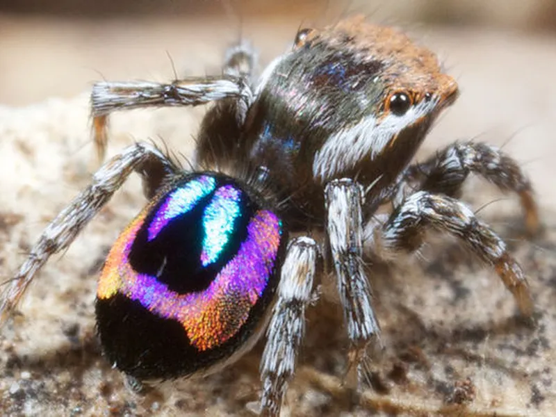 colorful tarantulas