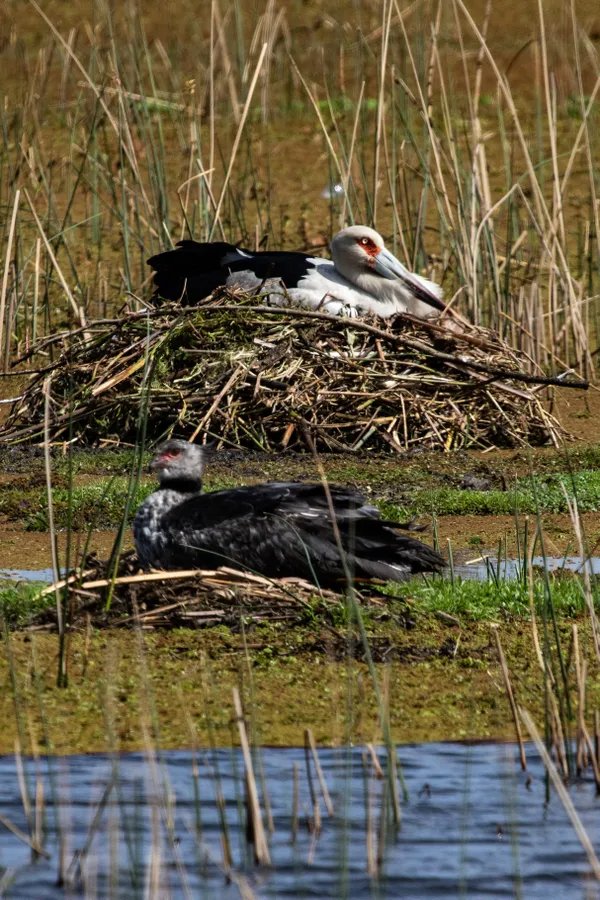 Double Nest thumbnail