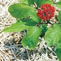 Panax ginseng root extract has been used in traditional East Asian medicine for centuries.